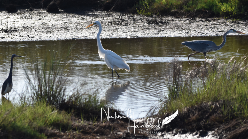 12 herons and egrets