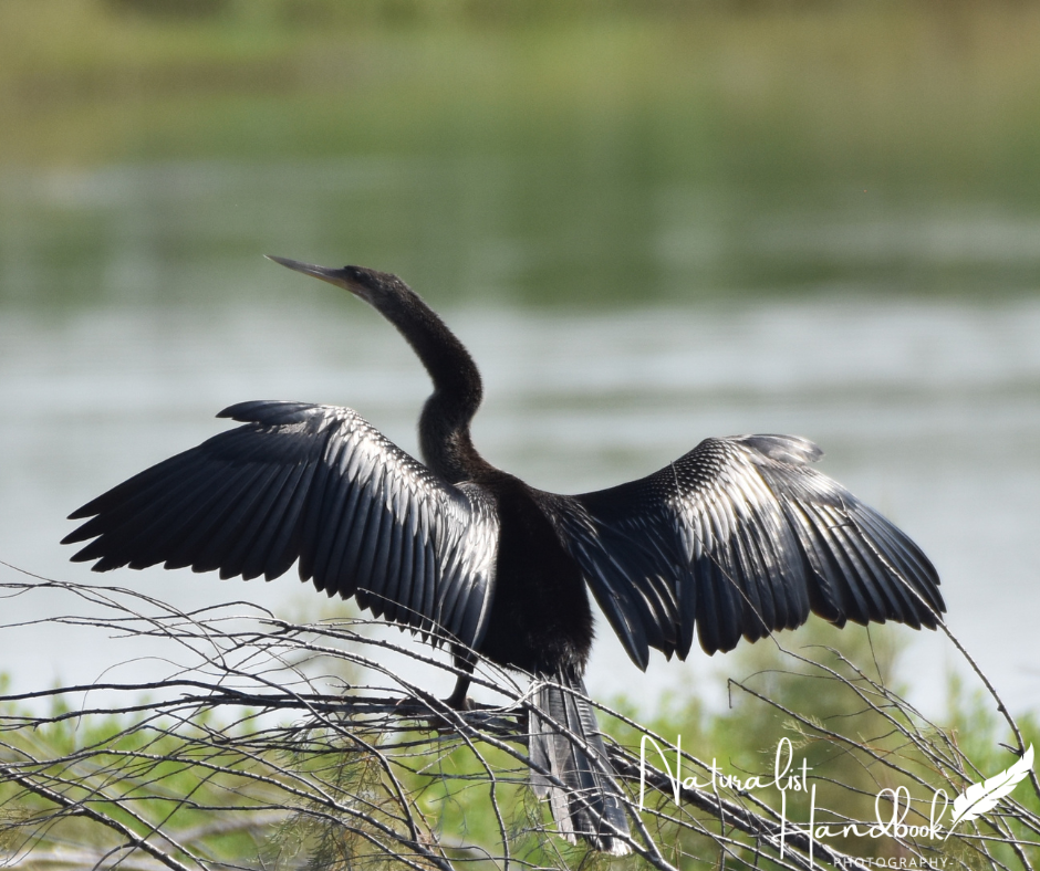 Anhinga