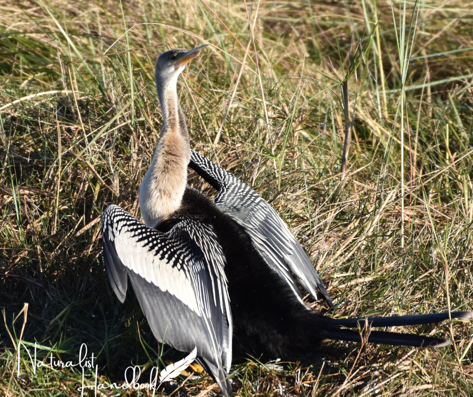 Anhinga