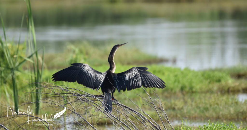 Anhinga