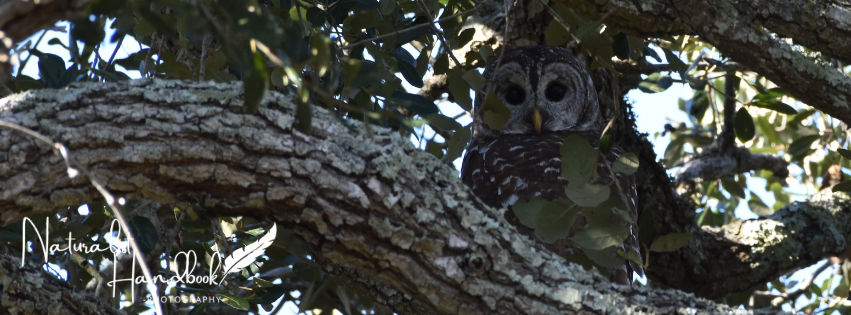 Barred Owl in tree