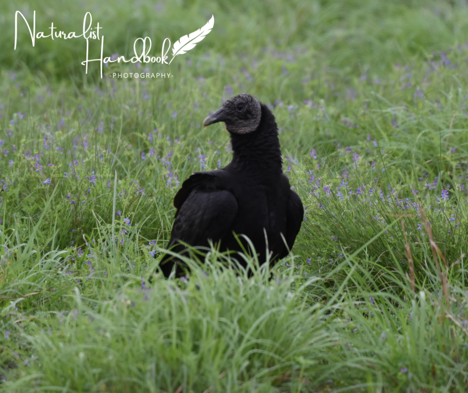 black vulture