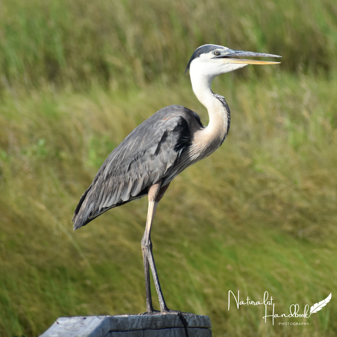 Great Blue Heron