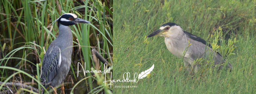 yellow and black crowned night herons