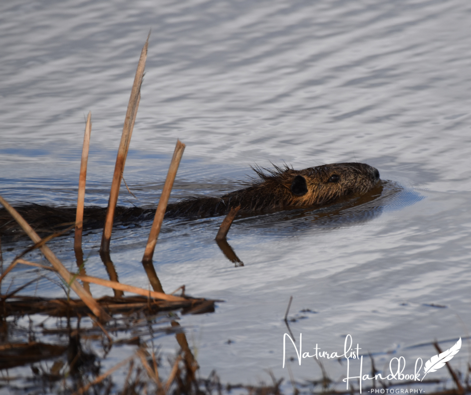 nutria