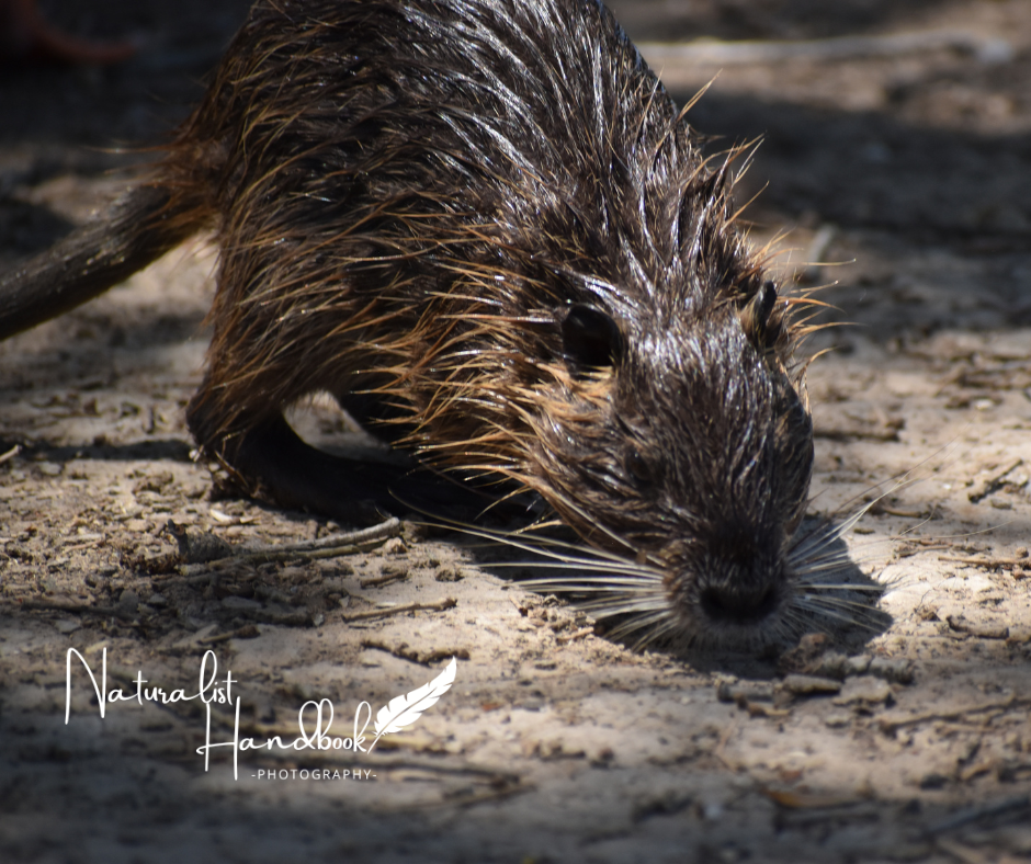 Nutria