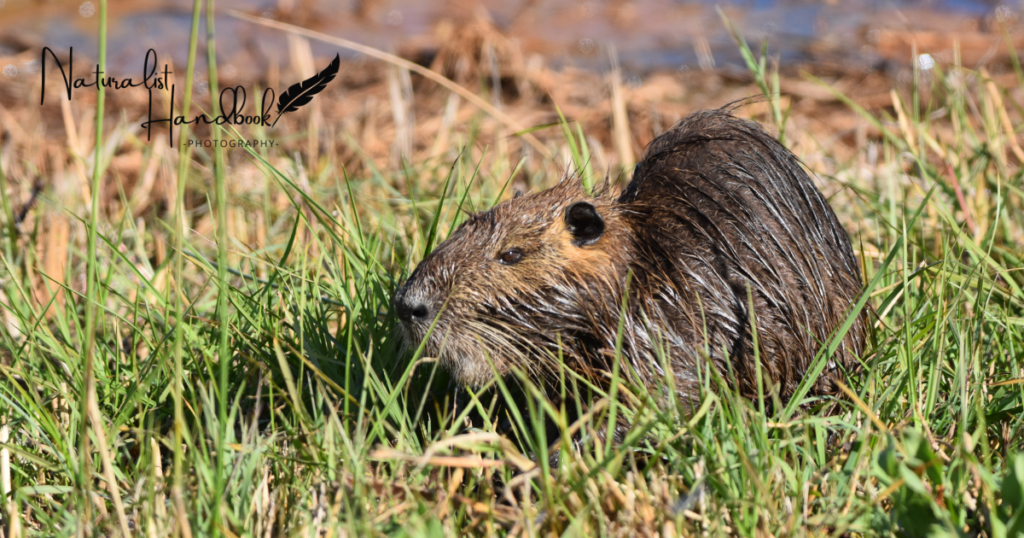 Nutria