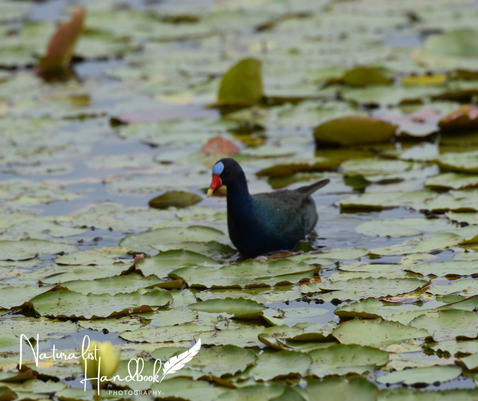 Purple Gallinule