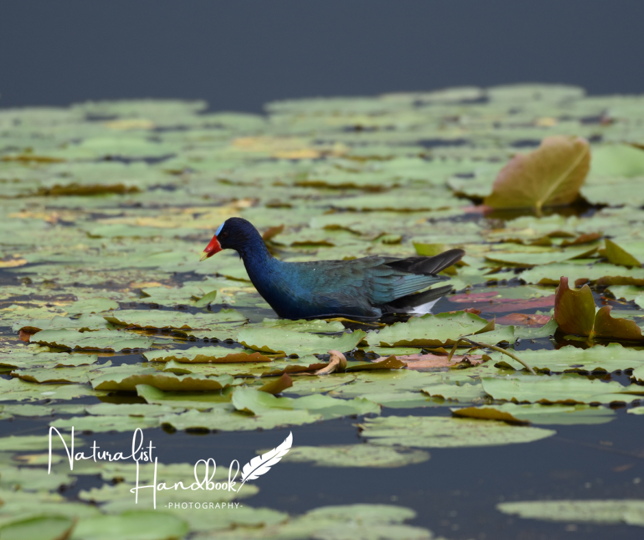 Purple Gallinule