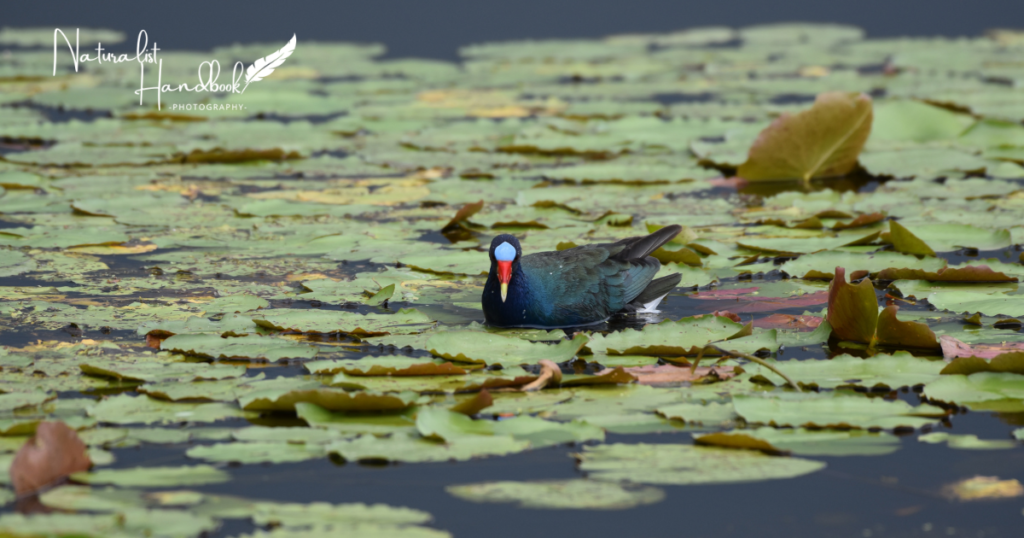 Purple Gallinule