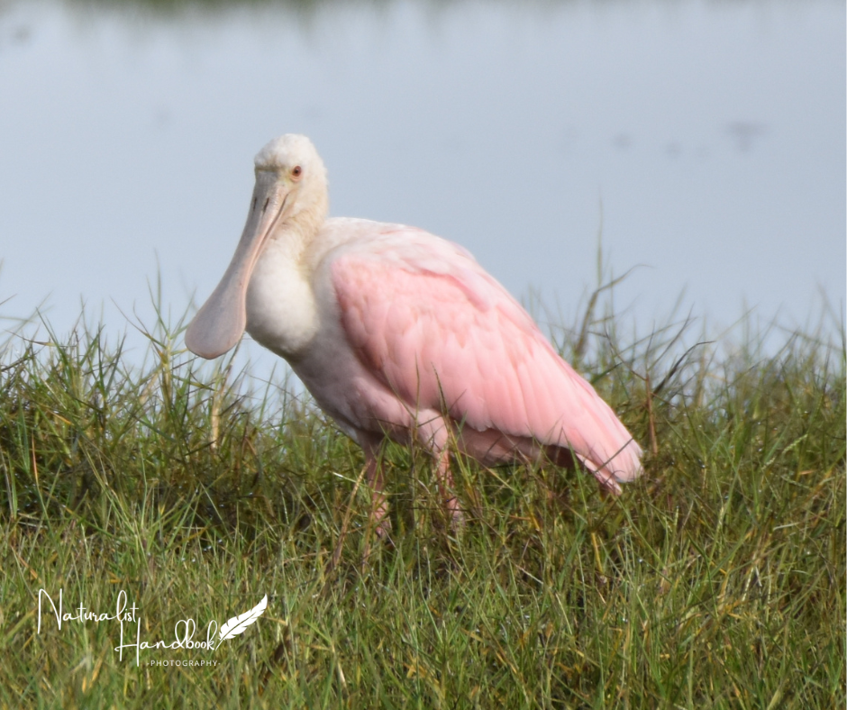 Roseate Spoonbill