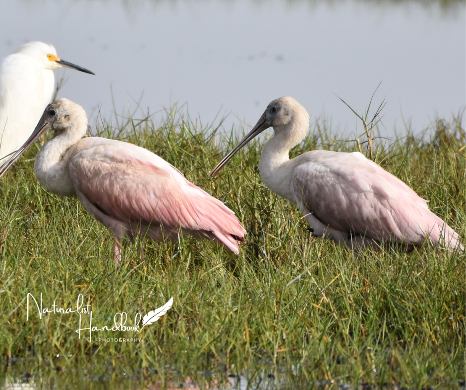 Roseate Spoonbill baby colors