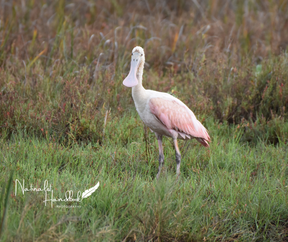 Roseate Spoonbill