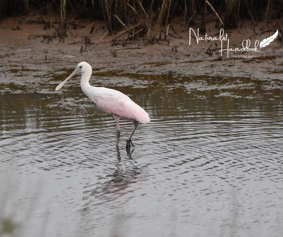Roseate Spoonbill