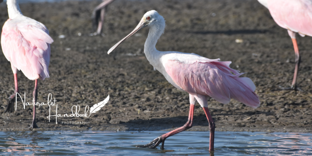 Roseate Spoonbill