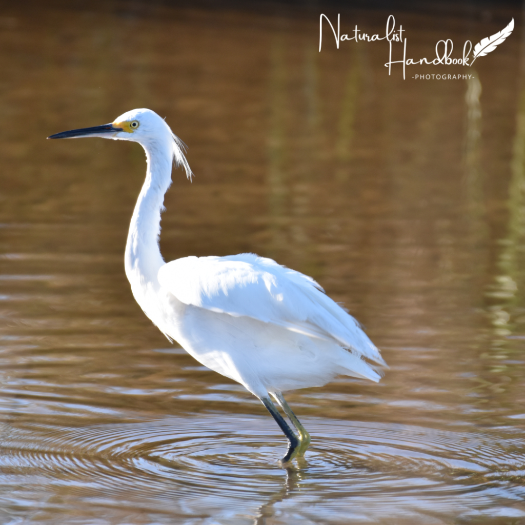 Snowy Egret