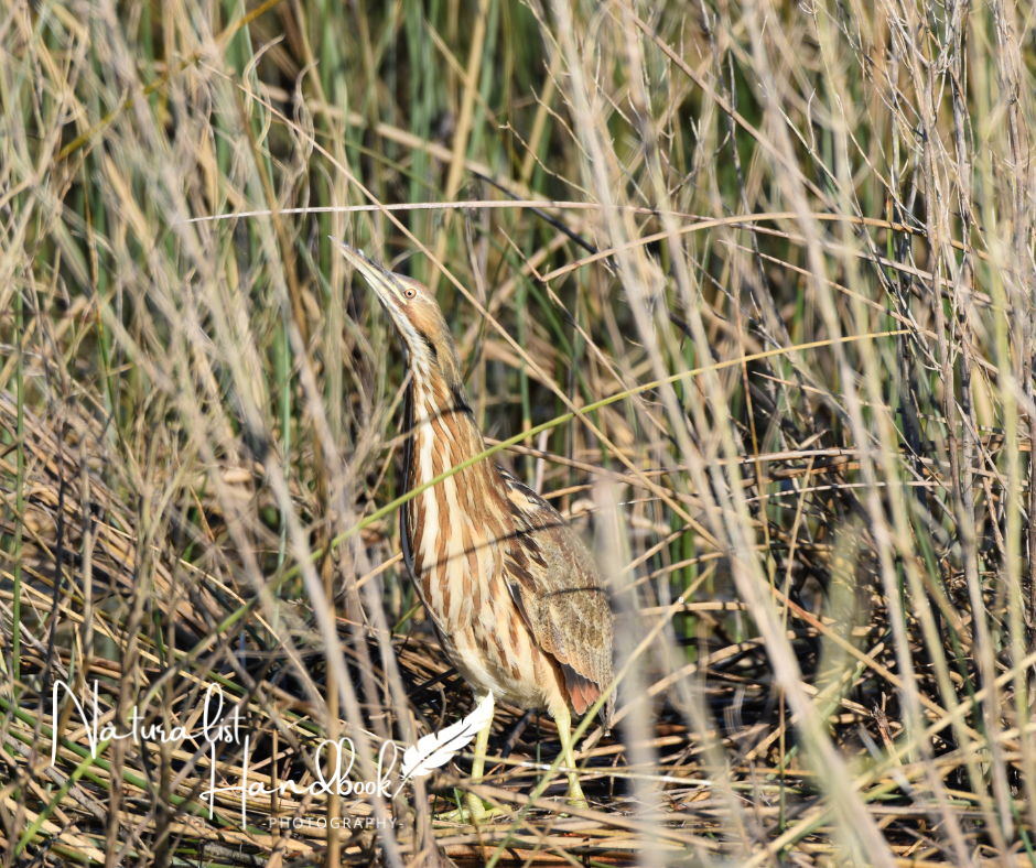 american bittern