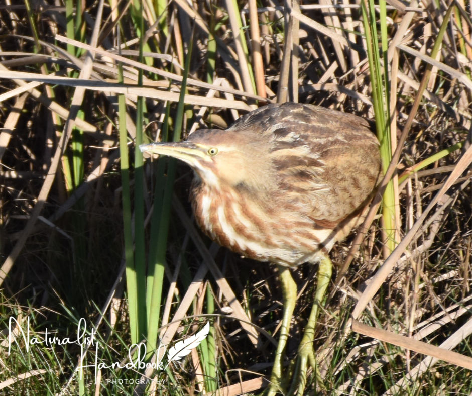 american bittern