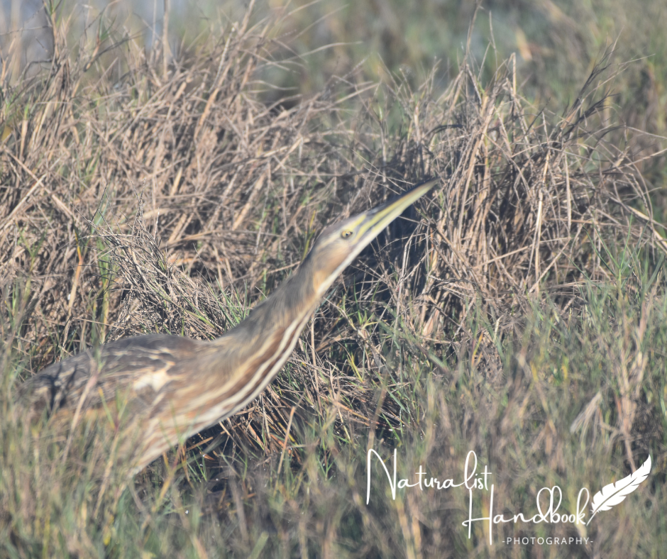 American bittern