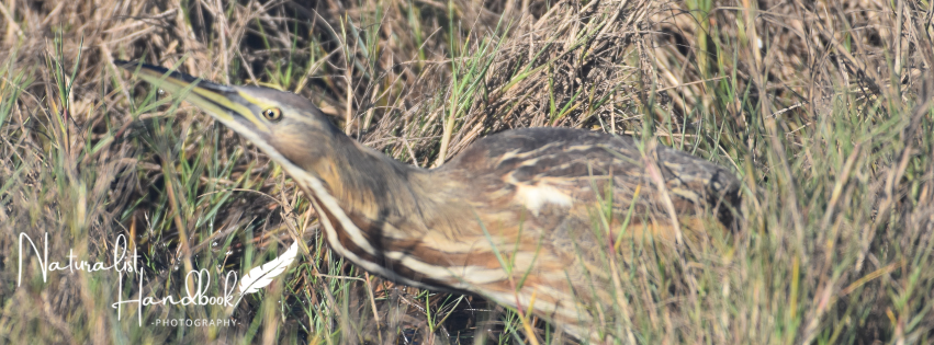 american bittern