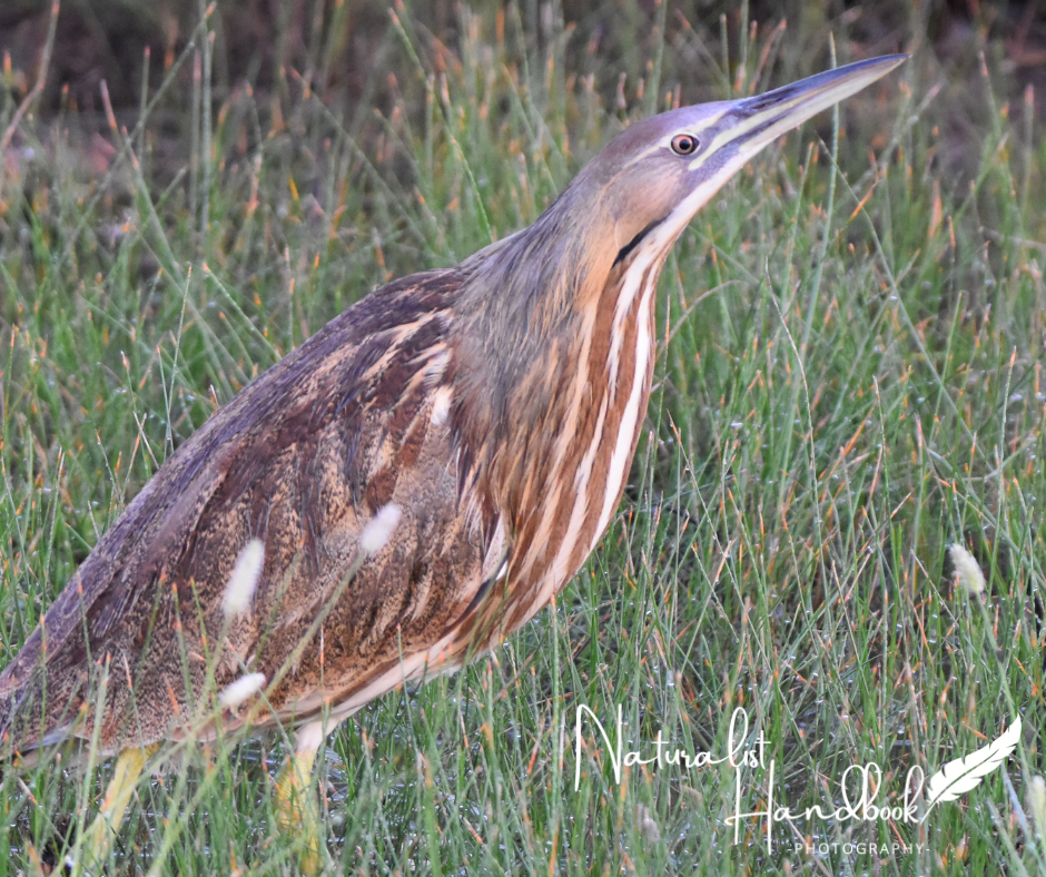 american bittern