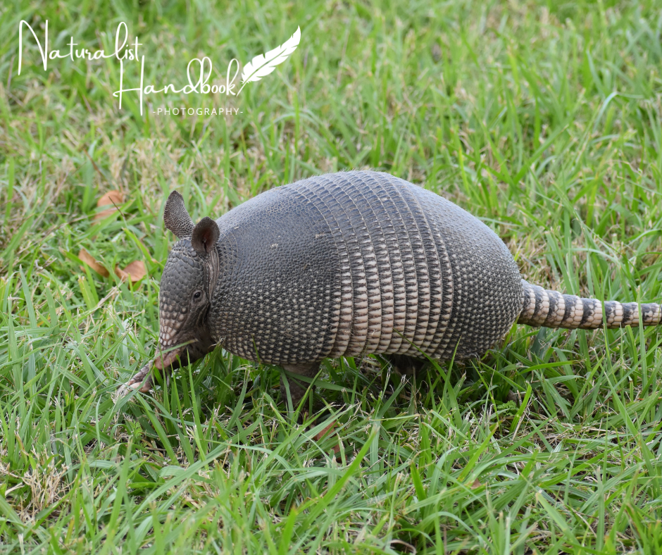 nine-banded armadillo