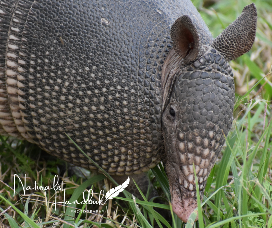nine-banded armadillo