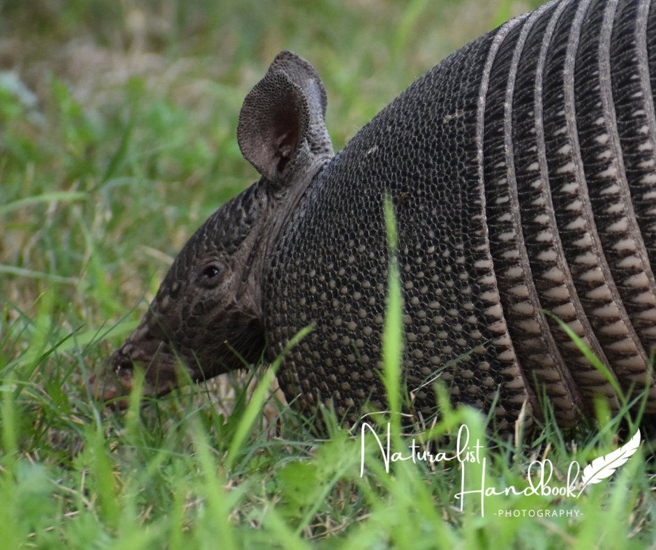 nine-banded armadillo