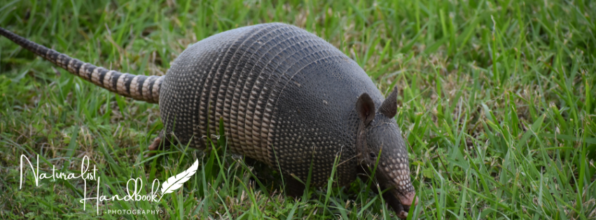 nine banded armadillo