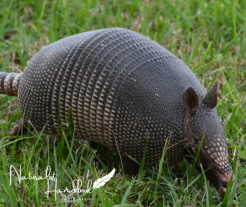 nine-banded armadillo