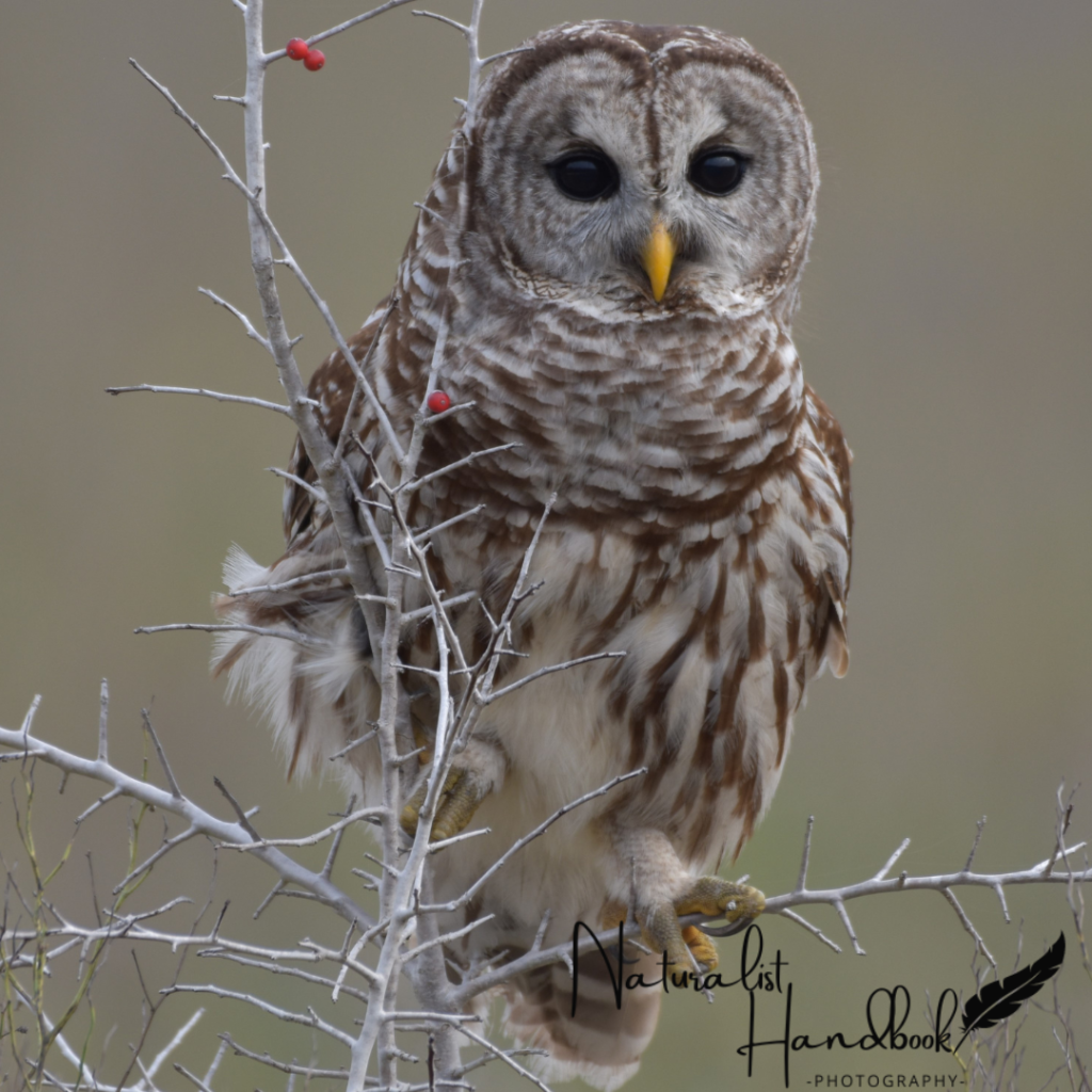 Barred Owl