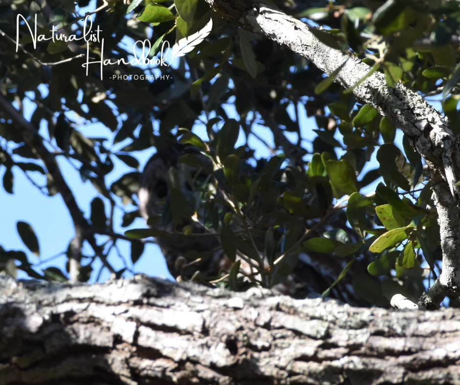 barred owl hiding in branches