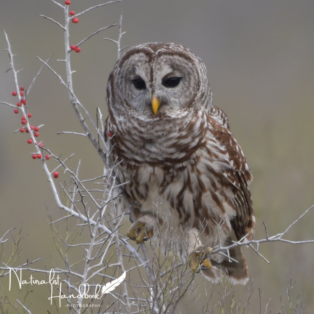 Barred Owl