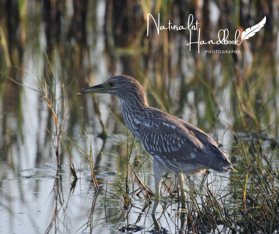 black crowned night heron