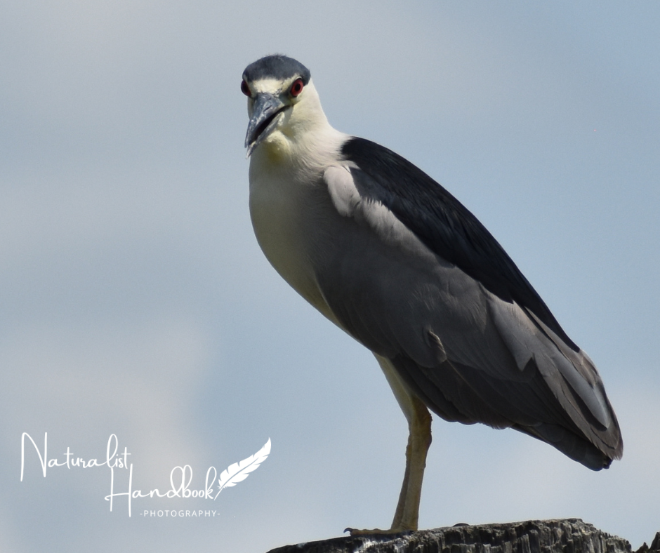 black crowned night heron