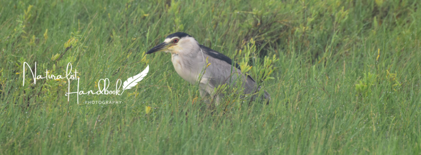 black crowned night heron