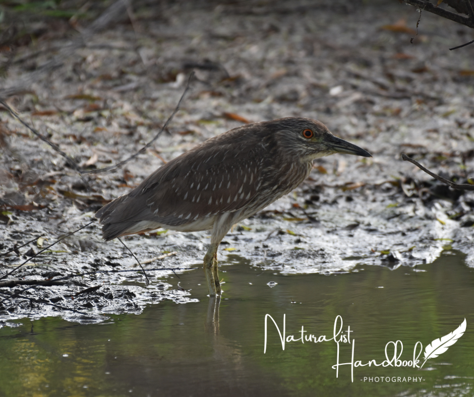 black crowned night heron
