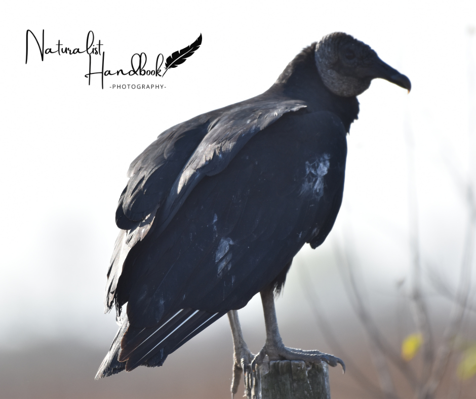 black vulture