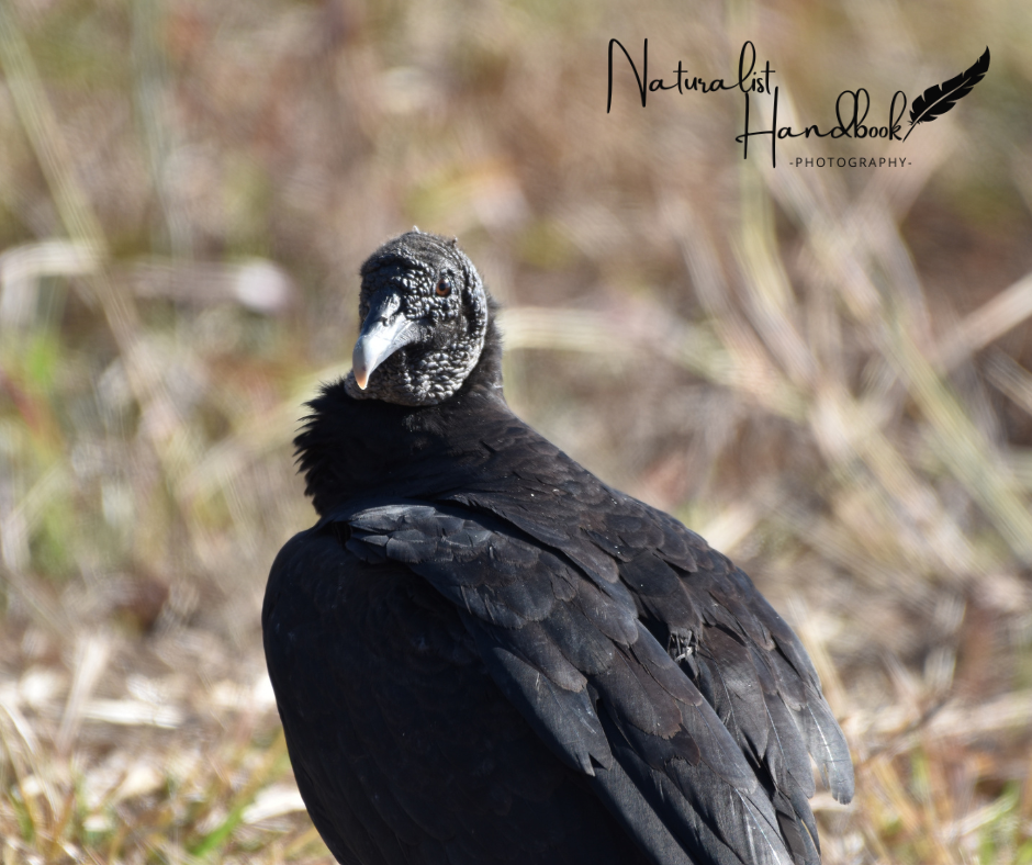 black vulture