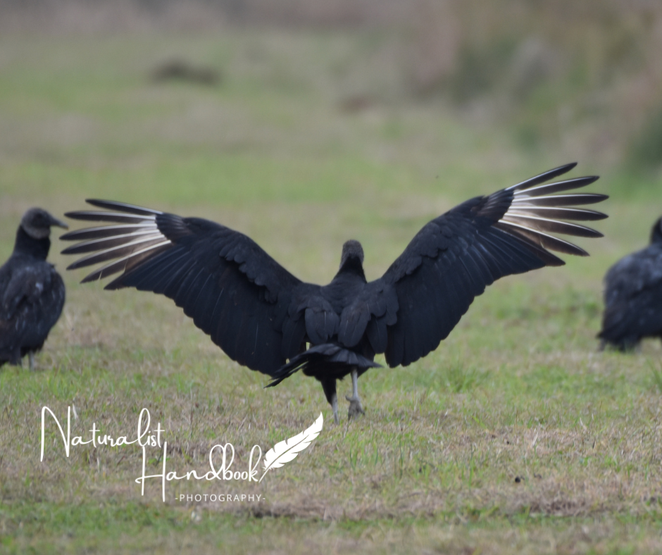 black vulture