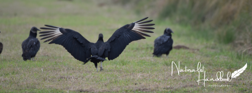 black vulture