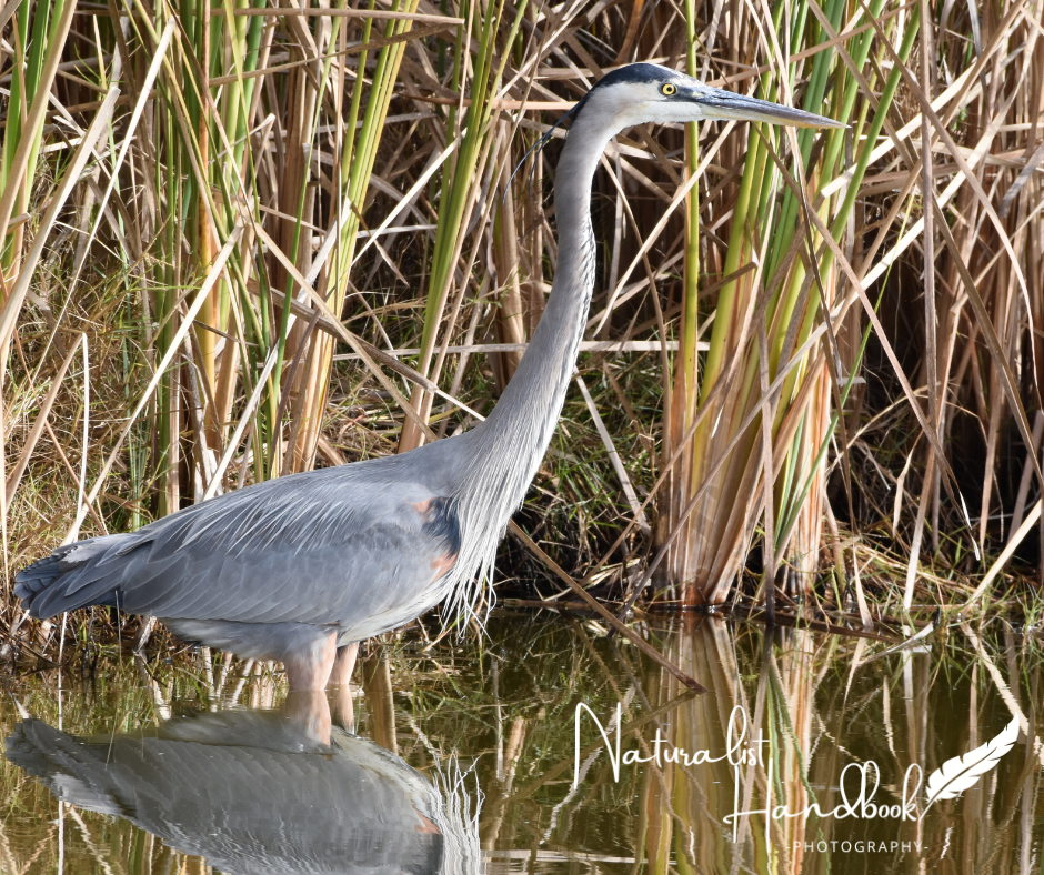 Great Blue Heron