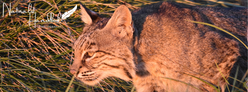 bobcat
