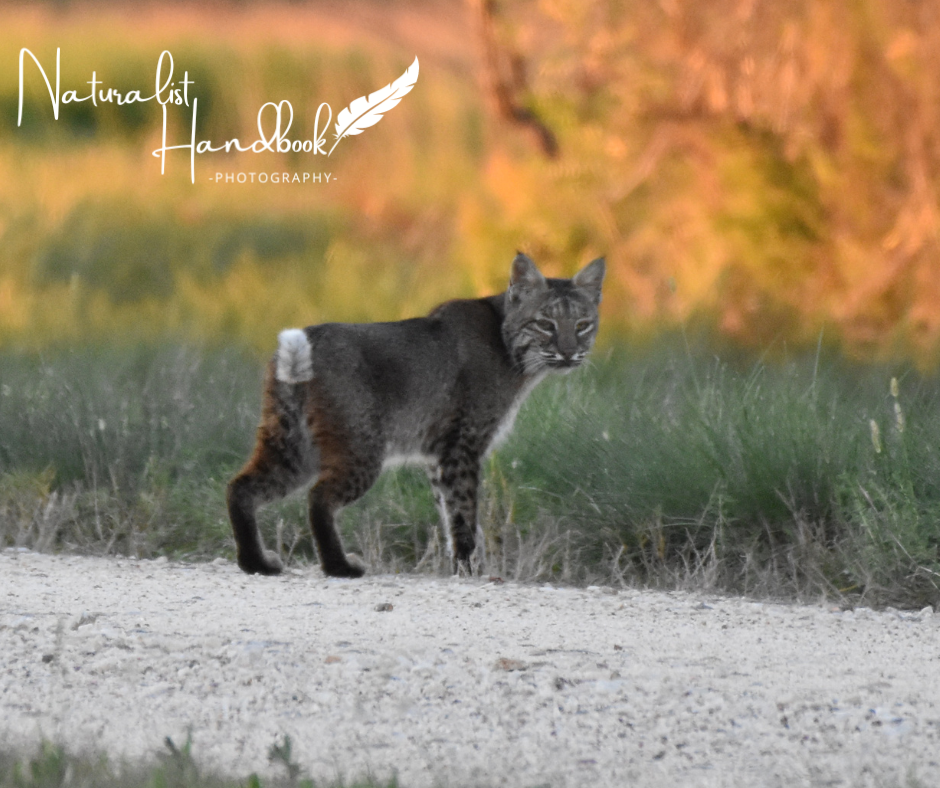 bobcat