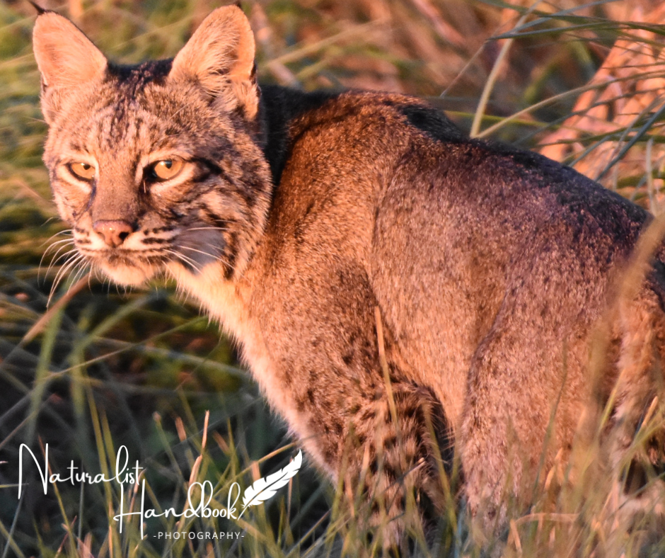bobcat