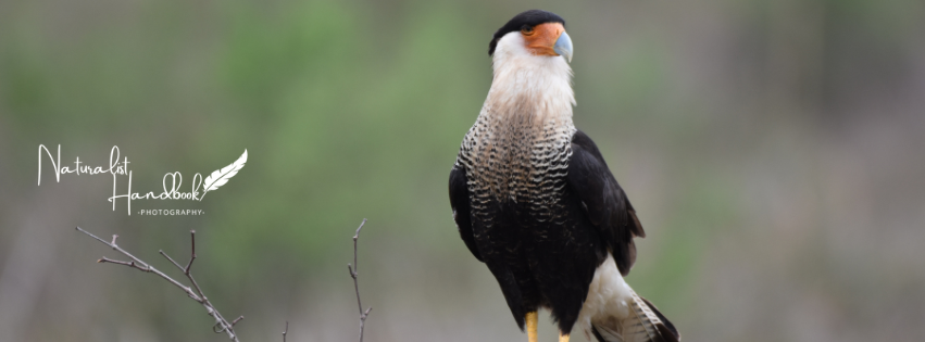crested caracara