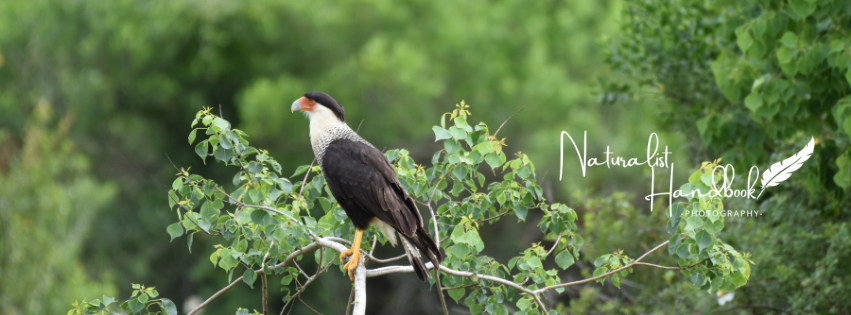 Crested Caracara