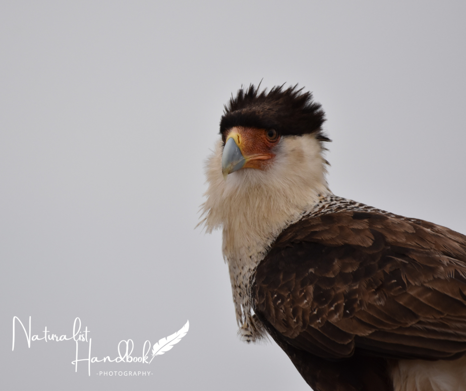 crested caracara