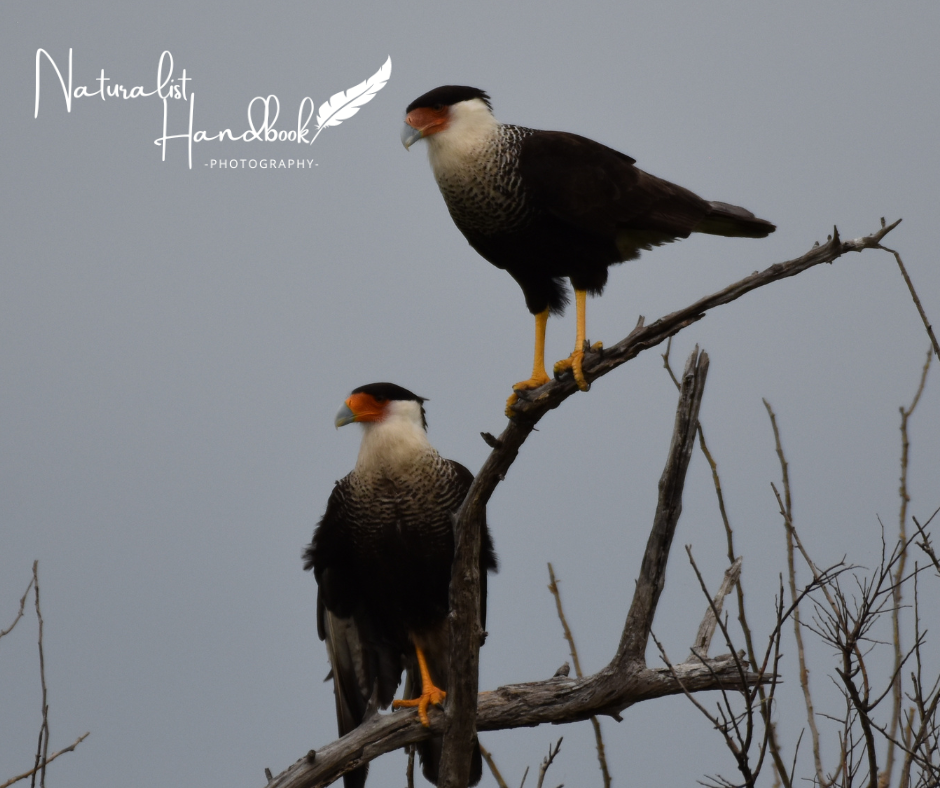 crested caracara