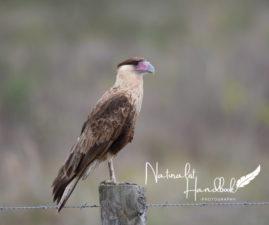 crested caracara